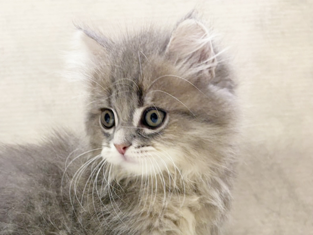 大阪府のサイベリアン (ペッツファースト茶屋町店/2025年8月7日生まれ/男の子/ブルータビー)の子猫の3枚目の画像