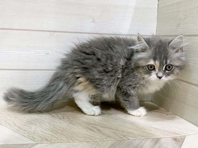 福岡県のサイベリアン (ペッツファースト福岡天神店(c)/2025年8月7日生まれ/女の子/ダイリュートキャリコ)の子猫の2枚目の画像
