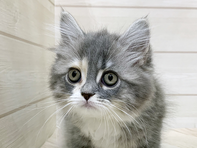 福岡県のサイベリアン (ペッツファースト福岡天神店(c)/2025年8月7日生まれ/女の子/ダイリュートキャリコ)の子猫の3枚目の画像