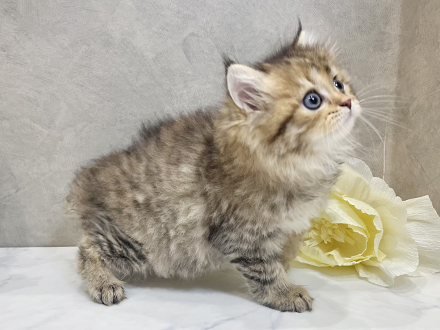 愛知県のサイベリアン (ペッツファースト名古屋栄店/2025年8月7日生まれ/女の子/ブラウンパッチドタビー)の子猫の2枚目の画像