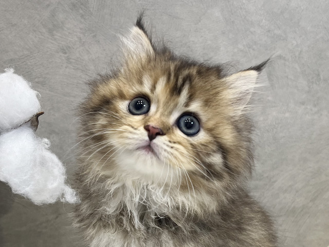 愛知県のサイベリアン (ペッツファースト名古屋栄店/2025年8月7日生まれ/女の子/ブラウンパッチドタビー)の子猫の3枚目の画像