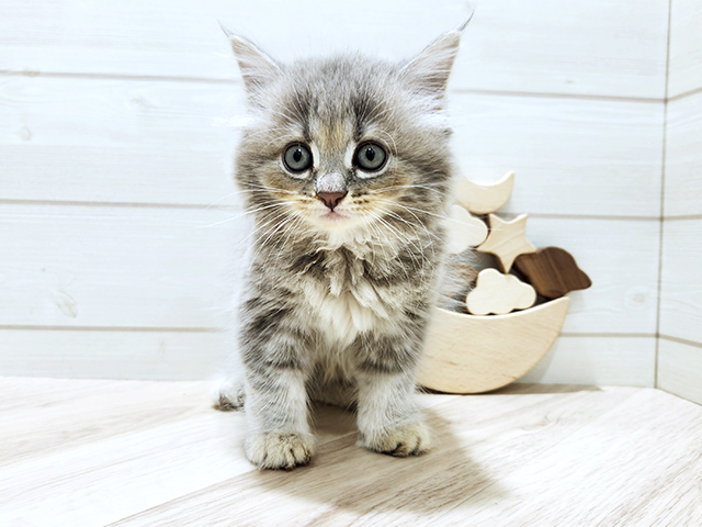 千葉県のサイベリアン (ペッツファースト千葉ニュータウン店/2025年8月7日生まれ/男の子/ブルータビー)の子猫の1枚目の画像