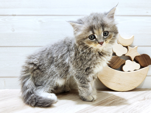 千葉県のサイベリアン (ペッツファースト千葉ニュータウン店/2025年8月7日生まれ/男の子/ブルータビー)の子猫の2枚目の画像