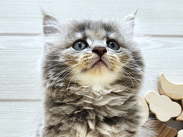 千葉県のサイベリアン (ペッツファースト千葉ニュータウン店/2025年8月7日生まれ/男の子/ブルータビー)の子猫の3枚目の画像