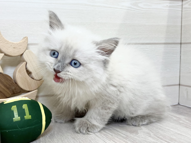 愛知県のネヴァマスカレード (ペッツファースト大高店/2025年8月7日生まれ/女の子/ブルーリンクスポイント)の子猫の2枚目の画像