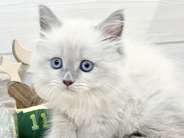 愛知県のネヴァマスカレード (ペッツファースト大高店/2025年8月7日生まれ/女の子/ブルーリンクスポイント)の子猫の3枚目の画像