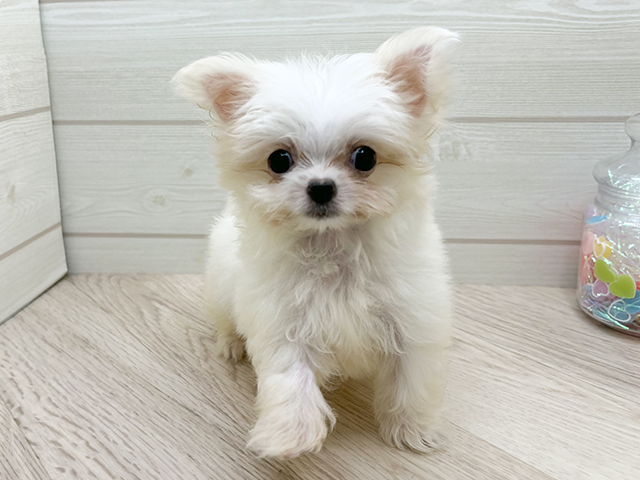 東京都のチワマル/マルチワ(チワワ×マルチーズ) (ペッツファースト渋谷店/2025年8月7日生まれ/女の子/ホワイトクリーム)の子犬の1枚目の画像