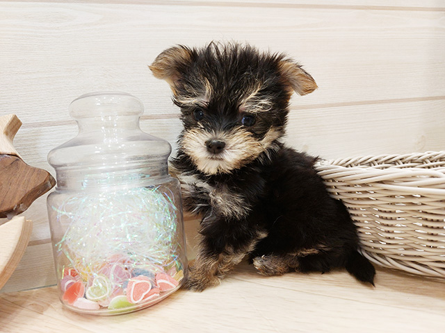 広島県のマルキー/マルヨーキー(マルチーズ×ヨークシャーテリア) (ペッツファースト広島府中店/2025年8月6日生まれ/男の子/ブラックホワイト)の子犬の1枚目の画像