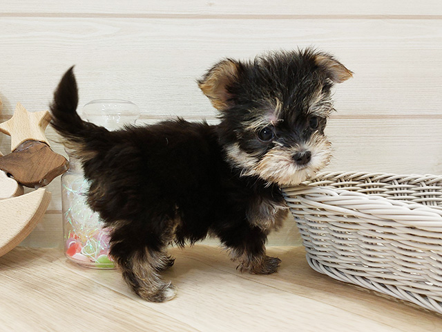 広島県のマルキー/マルヨーキー(マルチーズ×ヨークシャーテリア) (ペッツファースト広島府中店/2025年8月6日生まれ/男の子/ブラックホワイト)の子犬の2枚目の画像