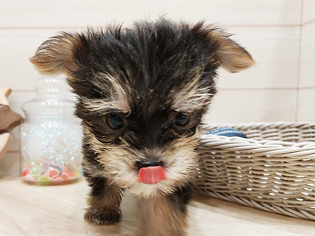 広島県のマルキー/マルヨーキー(マルチーズ×ヨークシャーテリア) (ペッツファースト広島府中店/2025年8月6日生まれ/男の子/ブラックホワイト)の子犬の3枚目の画像