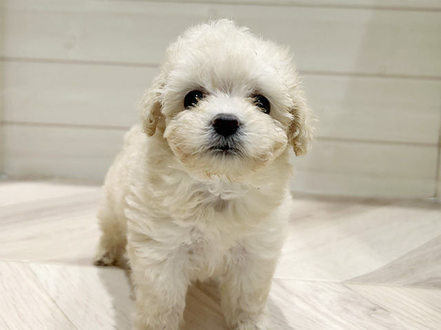 東京都のトイプードル(トイ) (ペッツファースト豊洲店/2025年8月7日生まれ/女の子/クリーム)の子犬の1枚目の画像