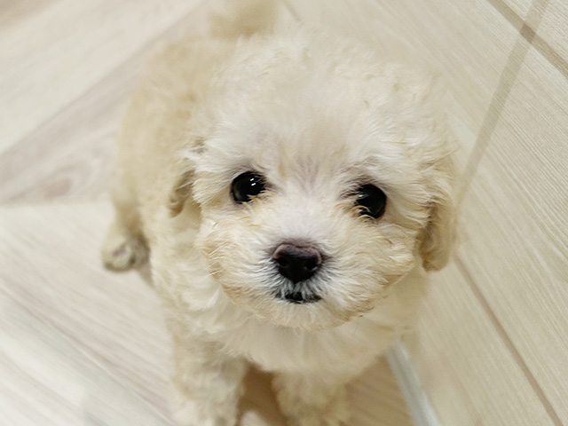 東京都のトイプードル(トイ) (ペッツファースト豊洲店/2025年8月7日生まれ/女の子/クリーム)の子犬の3枚目の画像