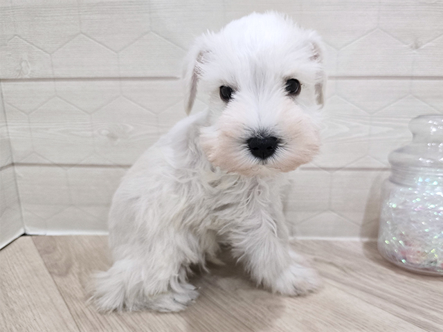 東京都のミニチュアシュナウザー (ペッツファースト吉祥寺サンロード店/2025年8月7日生まれ/男の子/ホワイト)の子犬の2枚目の画像