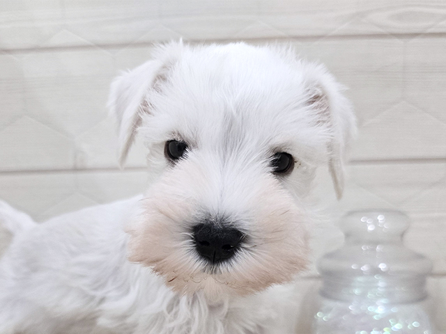 東京都のミニチュアシュナウザー (ペッツファースト吉祥寺サンロード店/2025年8月7日生まれ/男の子/ホワイト)の子犬の3枚目の画像