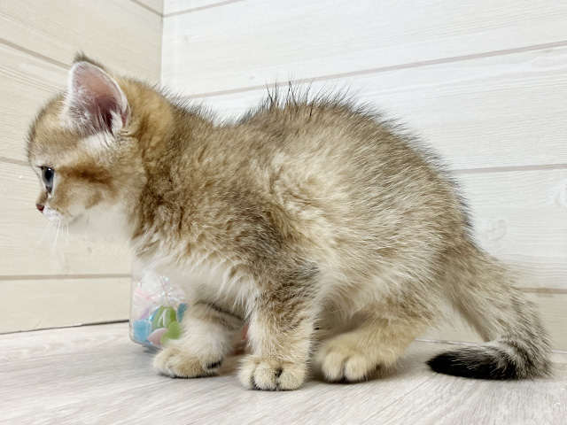 愛知県のブリティッシュショートヘアー (ペッツファースト大高店/2025年8月6日生まれ/女の子/シェーデットゴールデン)の子猫の2枚目の画像