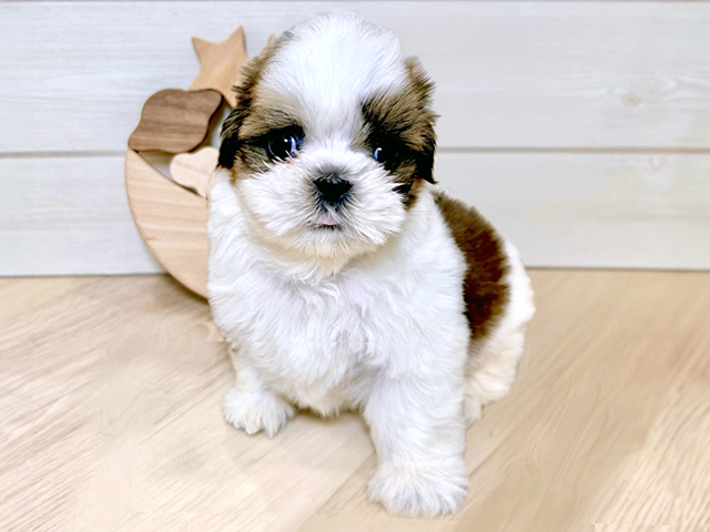東京都のシーズー (ペッツファースト昭島店/2025年8月6日生まれ/男の子/ホワイトゴールド)の子犬の1枚目の画像