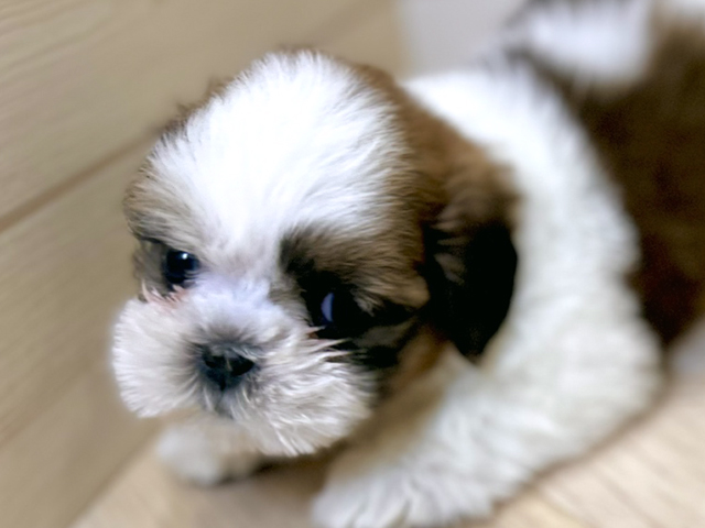 東京都のシーズー (ペッツファースト昭島店/2025年8月6日生まれ/男の子/ホワイトゴールド)の子犬の3枚目の画像