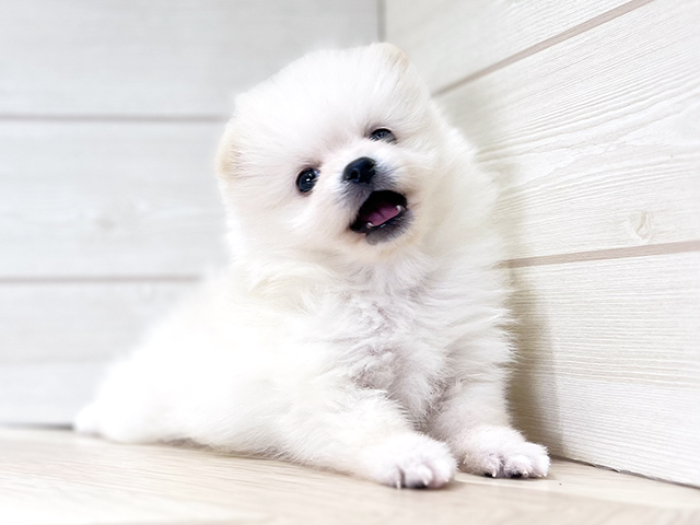 大阪府のポメラニアン (ペッツファースト梅田店/2025年8月7日生まれ/男の子/クリーム)の子犬の1枚目の画像