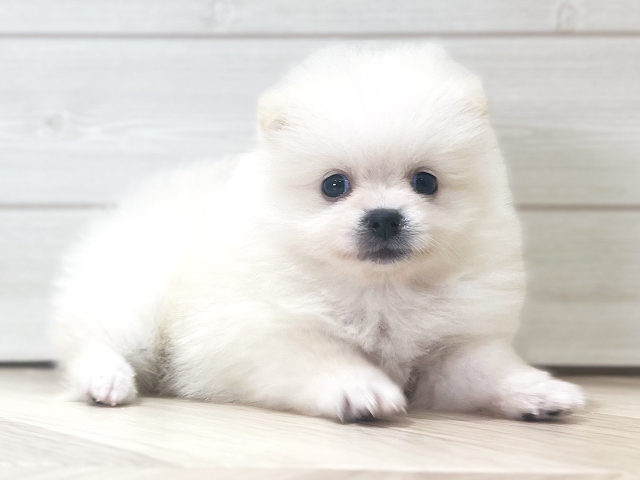 大阪府のポメラニアン (ペッツファースト梅田店/2025年8月7日生まれ/男の子/クリーム)の子犬の2枚目の画像