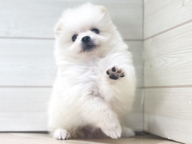 大阪府のポメラニアン (ペッツファースト梅田店/2025年8月7日生まれ/男の子/クリーム)の子犬の3枚目の画像
