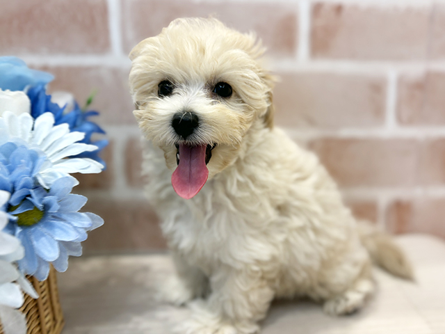 千葉県のビションプー(ビションフリーゼ×プードル) (ペッツファースト千葉ニュータウン店/2025年8月7日生まれ/男の子/アプリコット)の子犬の1枚目の画像