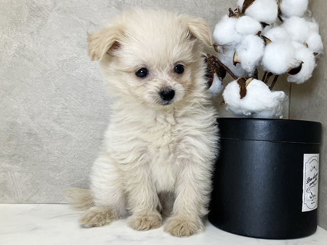 東京都のポメプー(ポメラニアン×プードル) (ペッツファーストららぽーと立川立飛店/2025年8月7日生まれ/女の子/クリームホワイト)の子犬の1枚目の画像