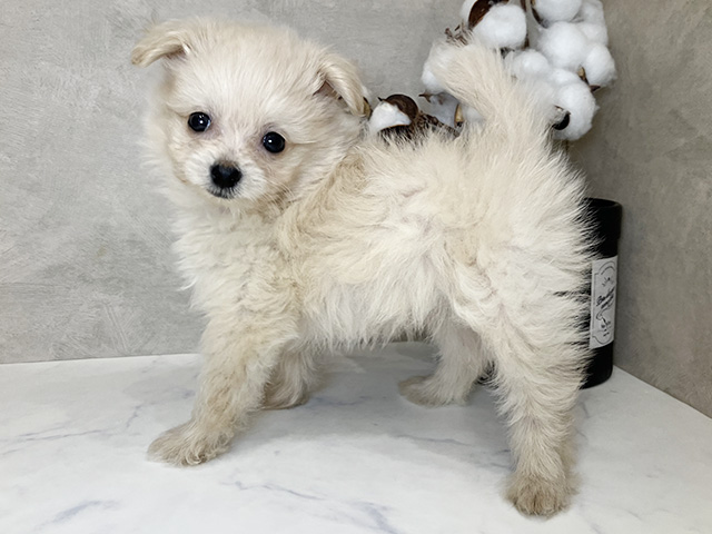 東京都のポメプー(ポメラニアン×プードル) (ペッツファーストららぽーと立川立飛店/2025年8月7日生まれ/女の子/クリームホワイト)の子犬の2枚目の画像