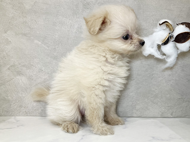 東京都のポメプー(ポメラニアン×プードル) (ペッツファーストららぽーと立川立飛店/2025年8月7日生まれ/女の子/クリームホワイト)の子犬の3枚目の画像