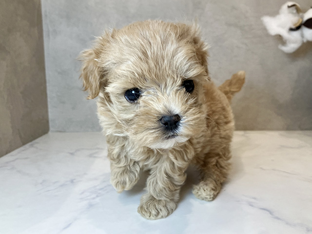 東京都のマルプー(マルチーズ×プードル) (ペッツファーストららぽーと立川立飛店/2025年8月7日生まれ/女の子/アプリコット)の子犬の1枚目の画像