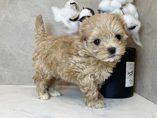 東京都のマルプー(マルチーズ×プードル) (ペッツファーストららぽーと立川立飛店/2025年8月7日生まれ/女の子/アプリコット)の子犬の2枚目の画像