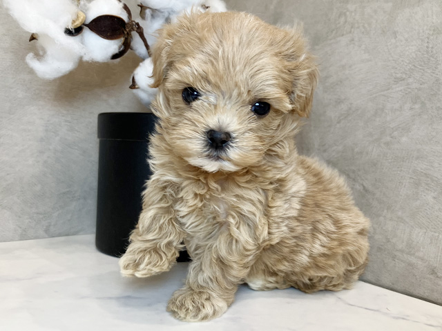 東京都のマルプー(マルチーズ×プードル) (ペッツファーストららぽーと立川立飛店/2025年8月7日生まれ/女の子/アプリコット)の子犬の3枚目の画像