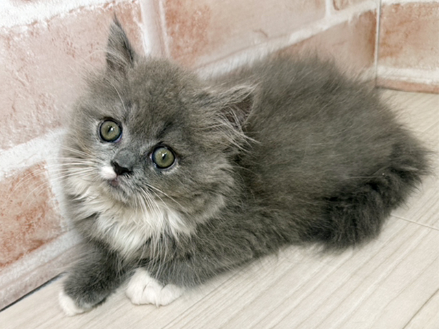 福岡県のラガマフィン (ペッツファースト直方店/2025年8月1日生まれ/女の子/ブルーホワイト)の子猫の1枚目の画像