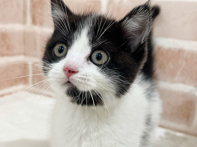 神奈川県のマンチカン (ペッツファーストfor cats横浜元町店/2025年8月8日生まれ/男の子/ブラックホワイト)の子猫の3枚目の画像