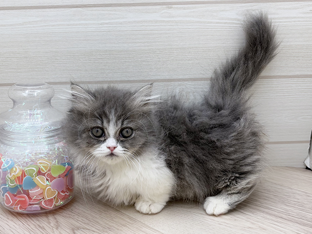 東京都のマンチカン (ペッツファースト渋谷店/2025年8月8日生まれ/女の子/ブルータビーホワイト)の子猫の2枚目の画像