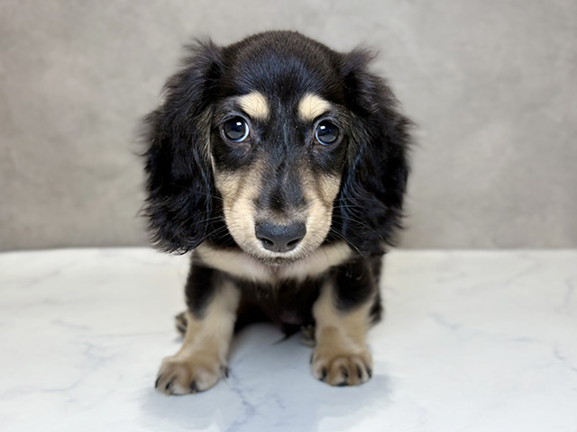 ミニチュアダックスフンド