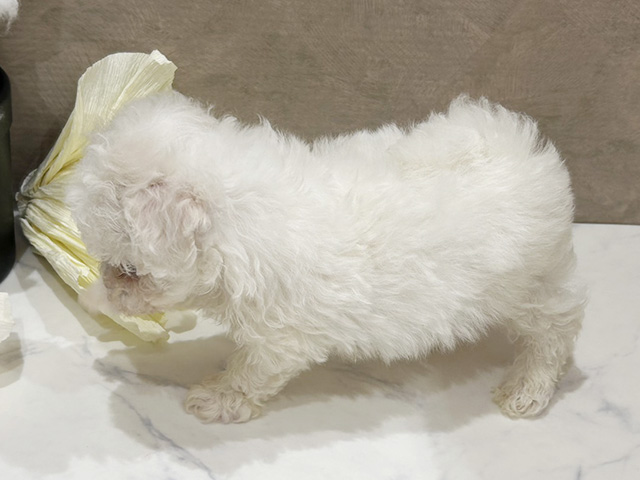 2025年8月11日生まれのビションフリーゼの2枚目の写真