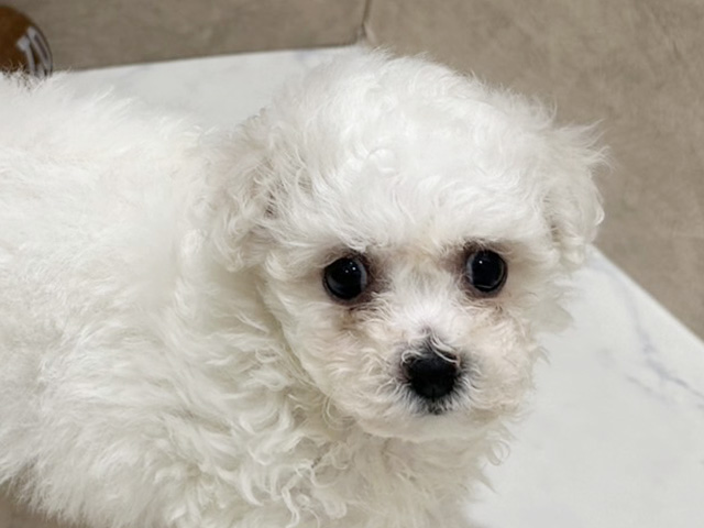 2025年8月11日生まれのビションフリーゼの3枚目の写真