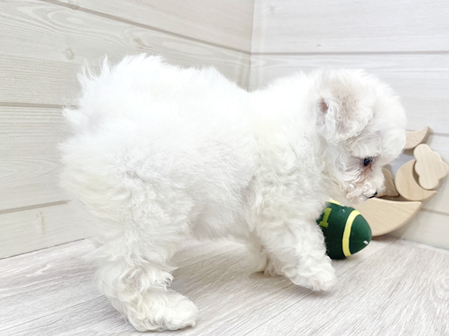 愛知県のビションフリーゼ (ペッツファースト大高店/2025年8月11日生まれ/女の子/ホワイト)の子犬の2枚目の画像