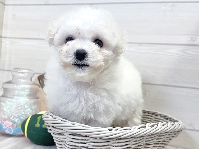 愛知県のビションフリーゼ (ペッツファースト大高店/2025年8月11日生まれ/女の子/ホワイト)の子犬の3枚目の画像