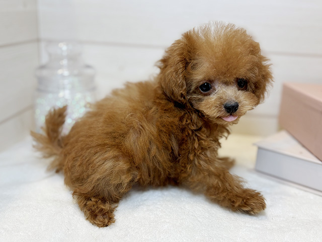 東京都のトイプードル(タイニー) (ペッツファースト麻布十番店/2025年8月9日生まれ/男の子/レッド)の子犬の2枚目の画像