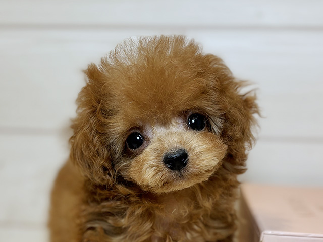 東京都のトイプードル(タイニー) (ペッツファースト麻布十番店/2025年8月9日生まれ/男の子/レッド)の子犬の3枚目の画像