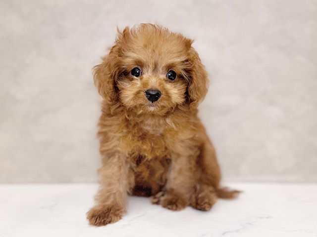 埼玉県のトイプードル(タイニー) (ペッツファーストPETEMOレイクタウンmori店/2025年8月9日生まれ/女の子/レッド)の子犬