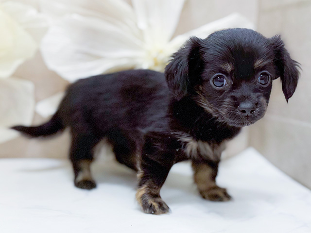 東京都のチワックス(チワワ×ダックス) (ペッツファースト恵比寿店/2025年8月11日生まれ/女の子/ブラックタン)の子犬の2枚目の画像