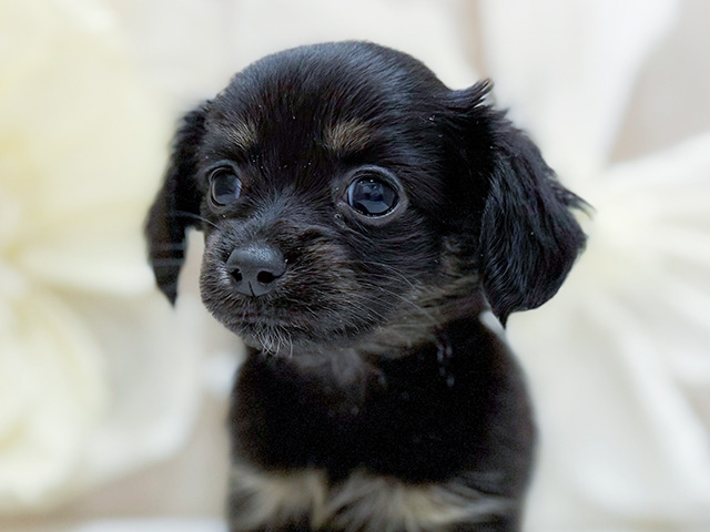 東京都のチワックス(チワワ×ダックス) (ペッツファースト恵比寿店/2025年8月11日生まれ/女の子/ブラックタン)の子犬の3枚目の画像