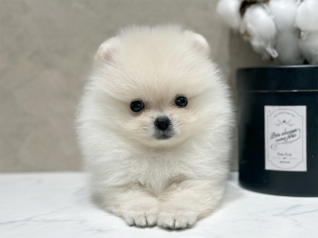 東京都のポメラニアン (ペッツファースト代官山店/2025年8月8日生まれ/男の子/クリーム)の子犬の1枚目の画像