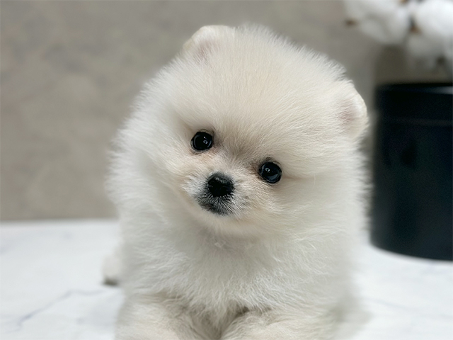 東京都のポメラニアン (ペッツファースト代官山店/2025年8月8日生まれ/男の子/クリーム)の子犬の3枚目の画像