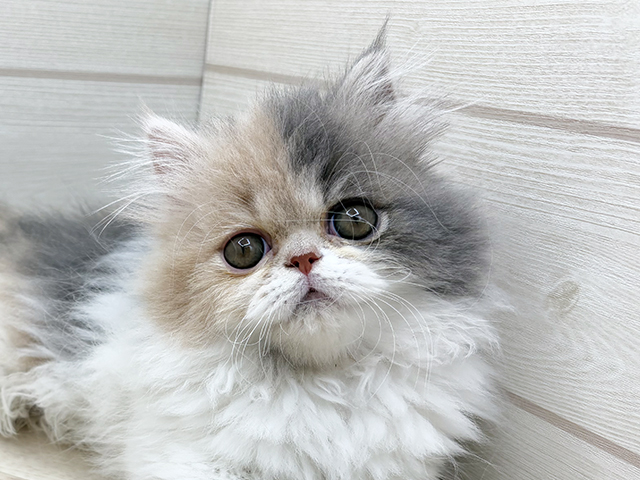 2025年8月11日生まれのエキゾチックの3枚目の写真