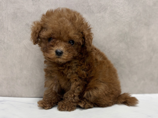 東京都のトイプードル(タイニー) (ペッツファースト池袋店/2025年8月10日生まれ/男の子/レッド)の子犬の2枚目の画像