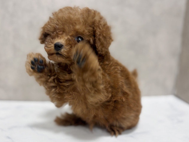 東京都のトイプードル(タイニー) (ペッツファースト池袋店/2025年8月10日生まれ/男の子/レッド)の子犬の3枚目の画像
