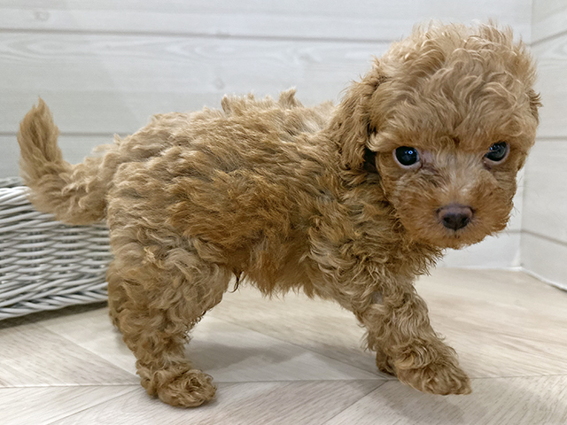 2025年8月10日生まれのトイプードル(タイニー)の2枚目の写真